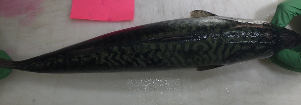 日本鲭
